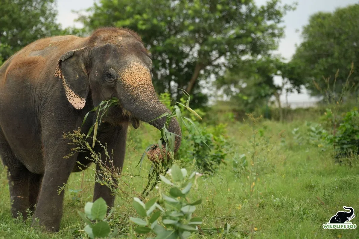 Elephant Kalpana celebrates 5 years of rescue