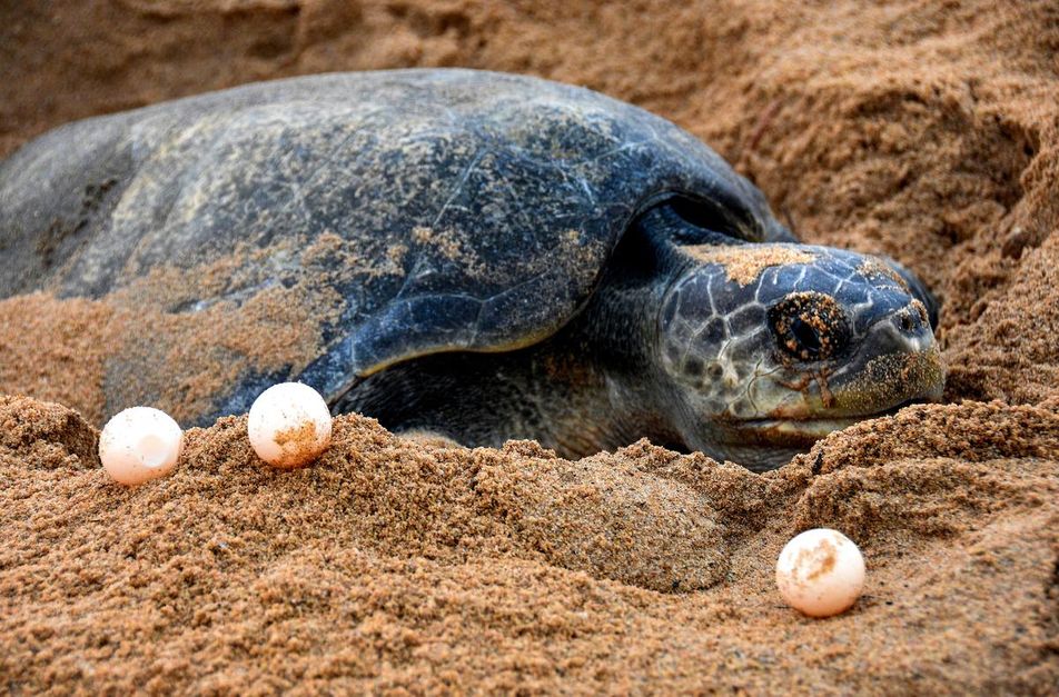 Odisha: Olive Ridley hatchlings make their way to sea from Rushikulya beach