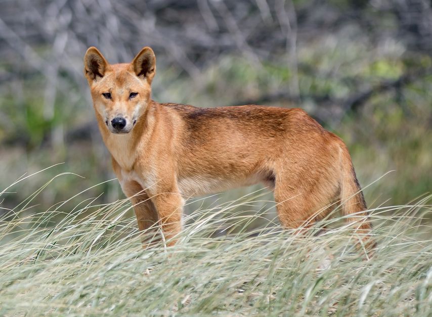 Dingo attacks are rare but here’s what you need to know about dingo