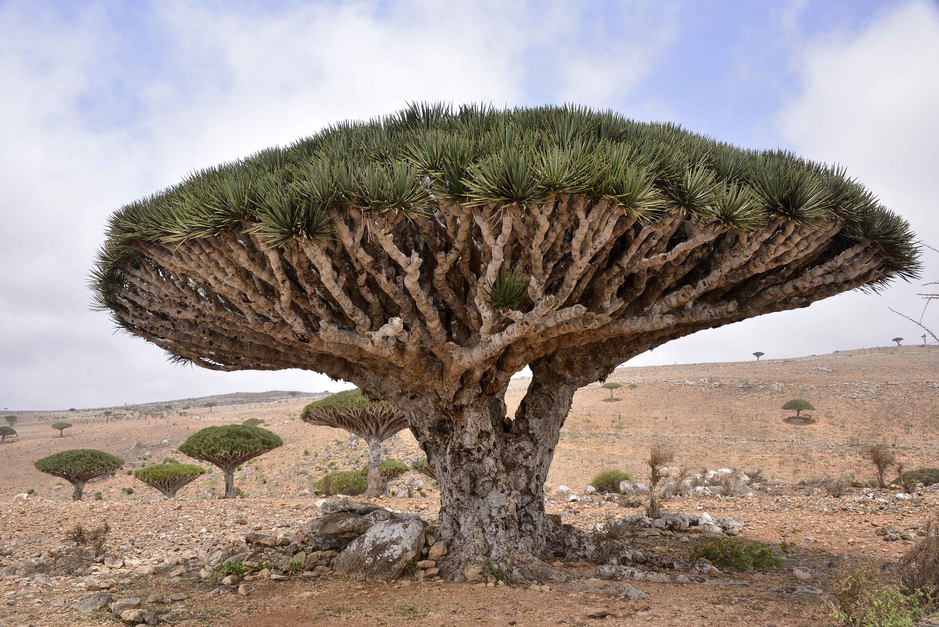 internet-goes-crazy-as-dragon-blood-tree-bleeds-when-cut