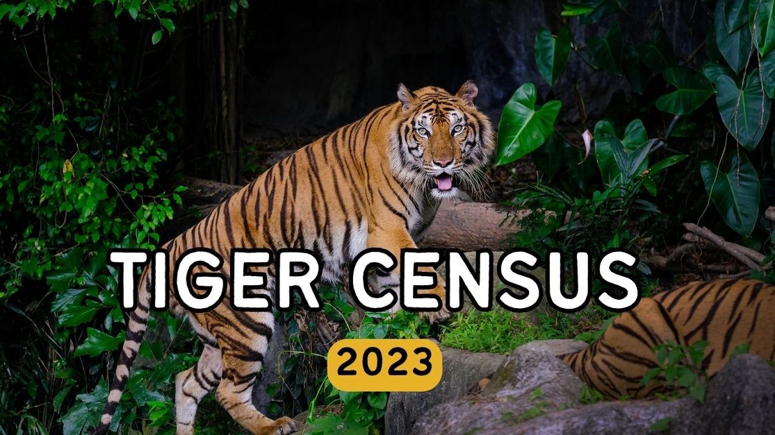 Tiger Census 2023 33 Increase in Tiger Population in the Country