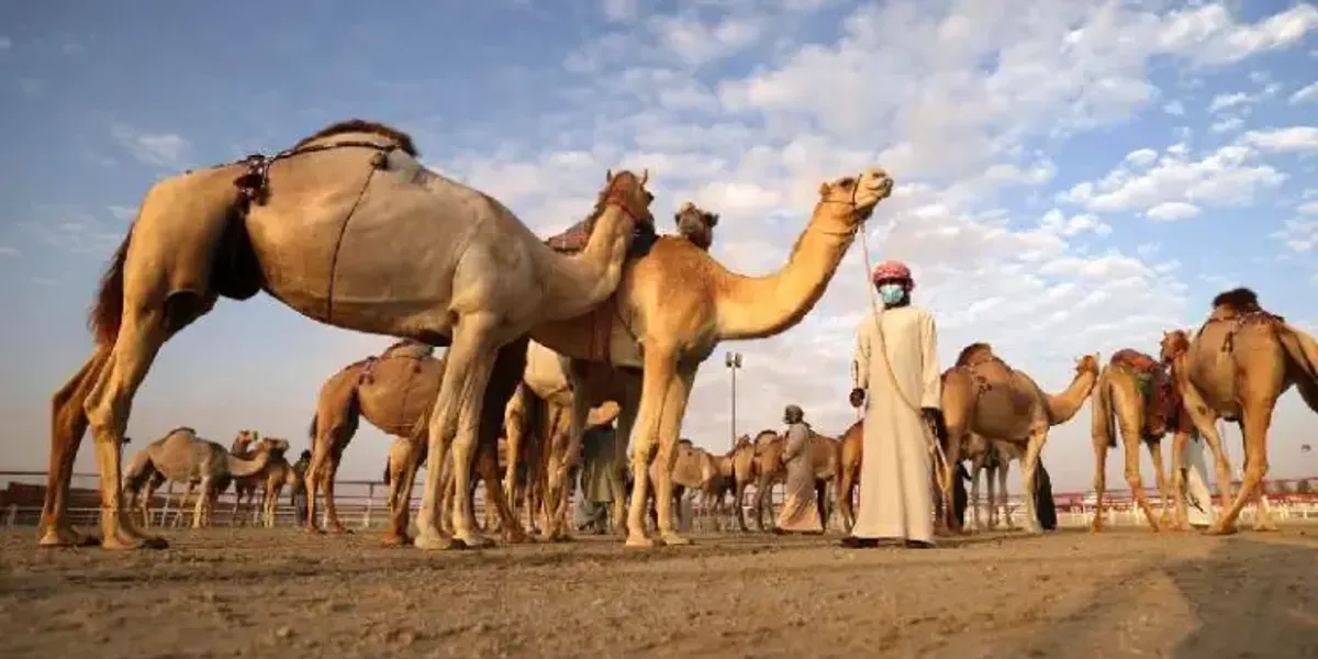 17th Edition of Al Dhafra Festival: Celebrating the Culture and Heritage of Camels in the UAE