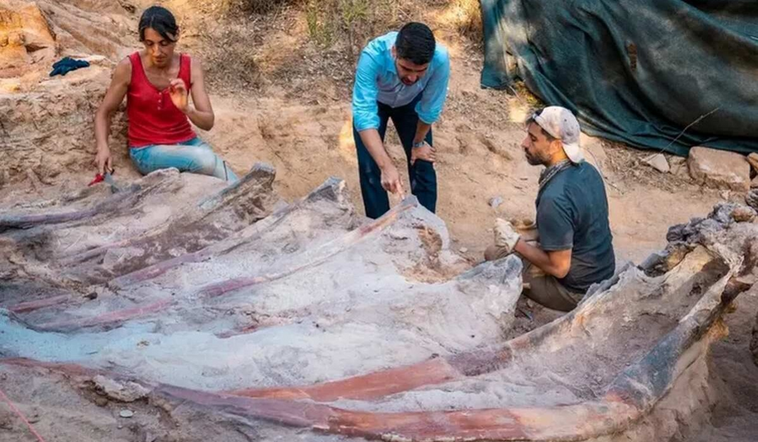 Um português encontrou acidentalmente um dinossauro de 25 metros de comprimento no seu quintal