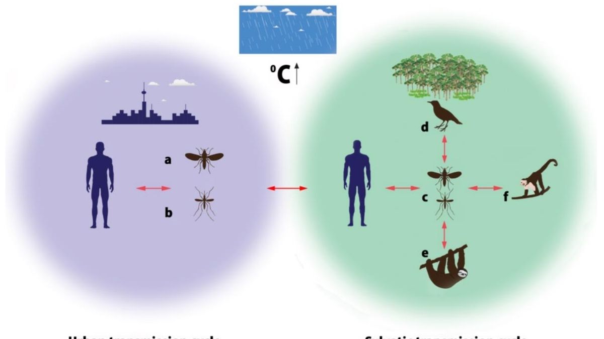 First Oropouche Fever Case Hits Rio de Janeiro: 42-Year-Old Man
