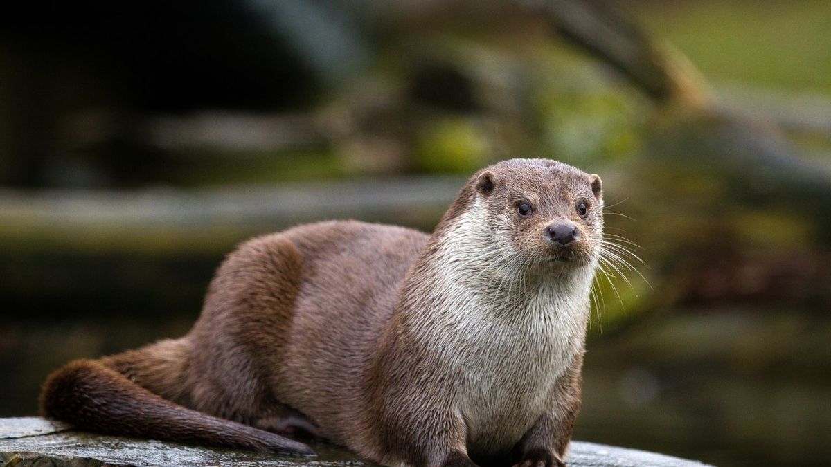 Indiana's River Otter Trapping Season Ends Early as Quota Hits 750