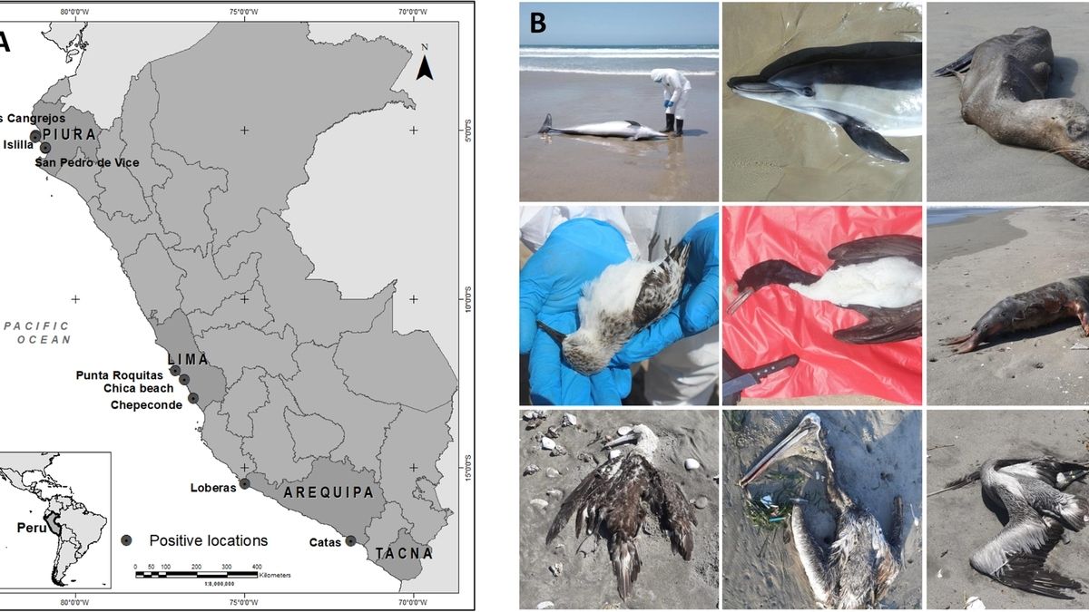 Global Bird Flu Outbreak Decimates Seal Populations, Scientists Seek ...