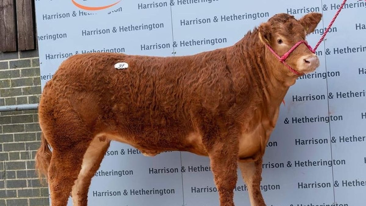 ଆଇରିସ ଲିମୋସିନ କ୍ଯ଼ାଟଲ ସୋସାଇଟିକୁ ୱିଲିଯ଼ମଙ୍କ ଅବଦା