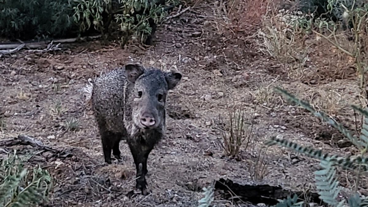 Javelina Attacks at Canyon Ranch A New Threat to Arizona Residents