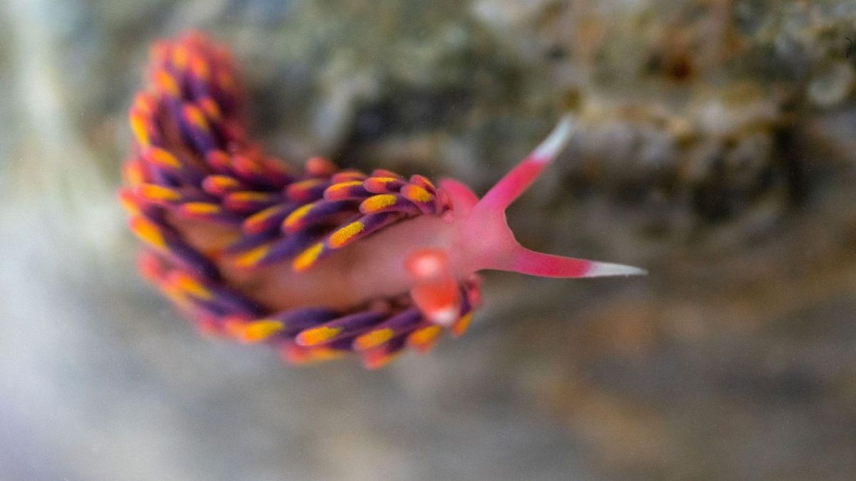 New Sea Slug Species Discovered In UK Waters Signals Climate Change Impact