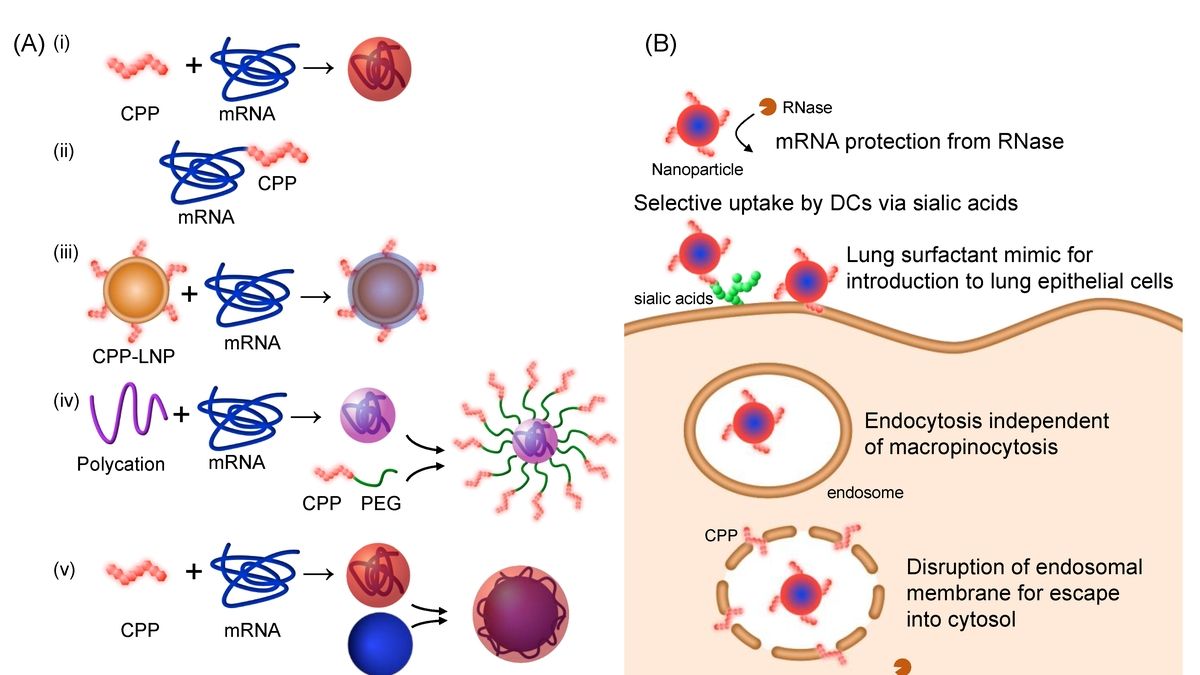 Unlocking The Potential Of Cell-Penetrating Peptides: Efficient ...