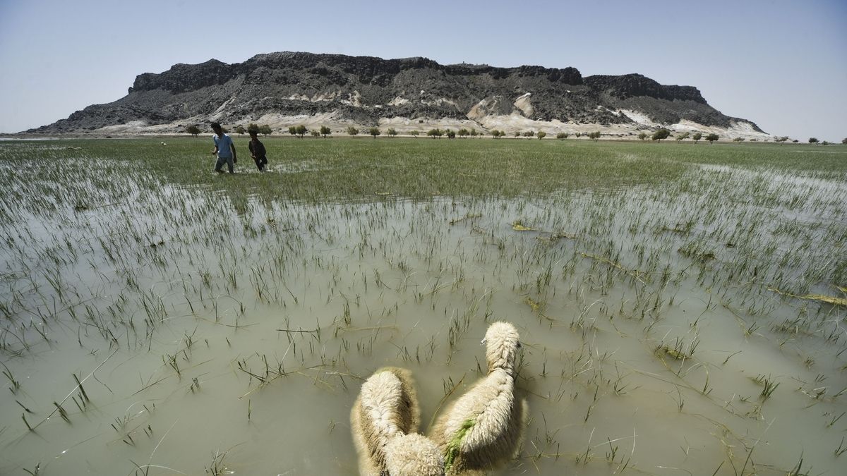 イランはUNDPと日本の支援を受けて湿地保全活動を継続