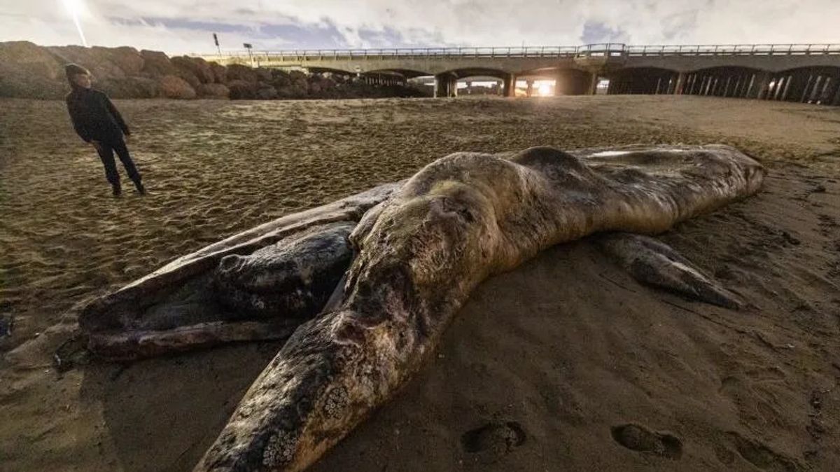 Mysterious Gray Whale Strandings: Unraveling The Cause Of A Dwindling 