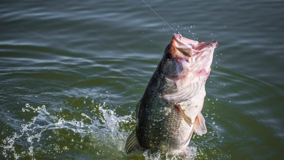 Uncover the secrets of largemouth and smallmouth bass