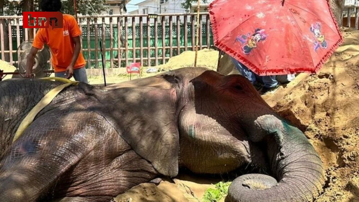 Ailing Elephant Noor Jahan Shows Signs of Improvement at Karachi Zoo