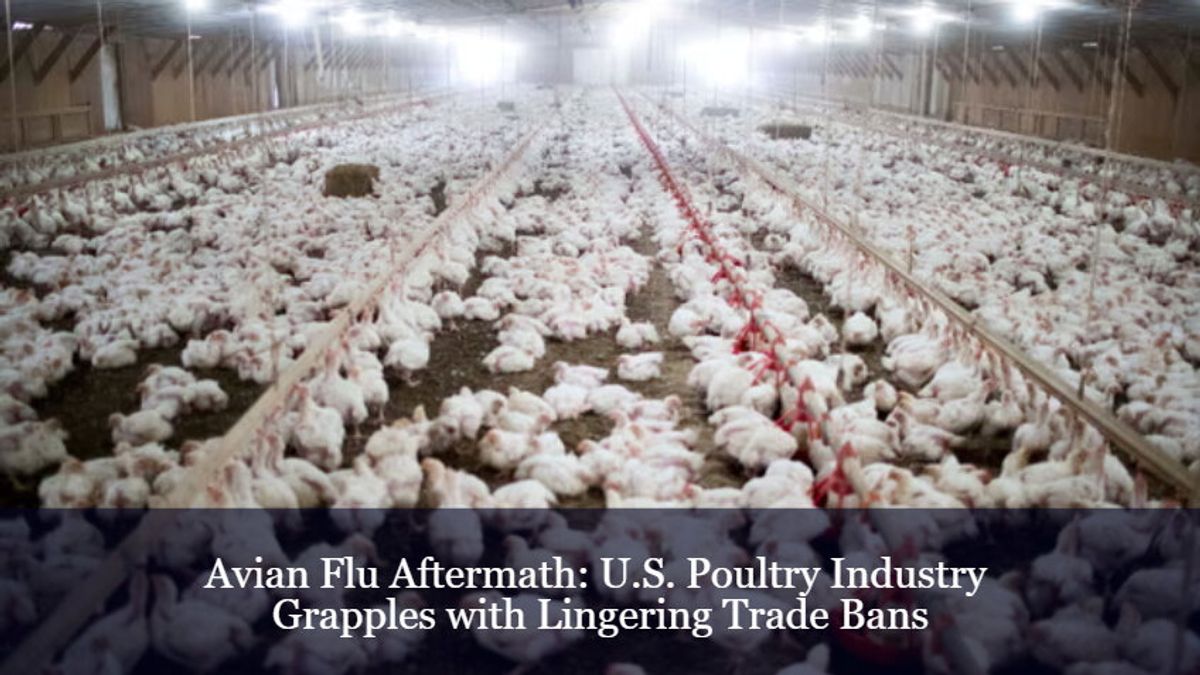 Avian Flu Aftermath: U.S. Poultry Industry Grapples With Lingering ...