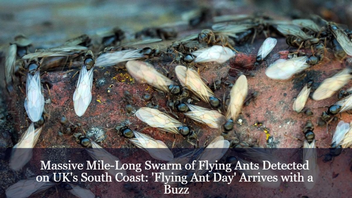 Massive MileLong Swarm of Flying Ants Detected on UK's South Coast