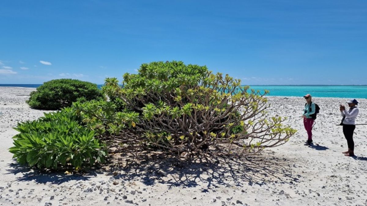 Expanding Island Near Seychelles' Farquhar Atoll Shows Growing Presence