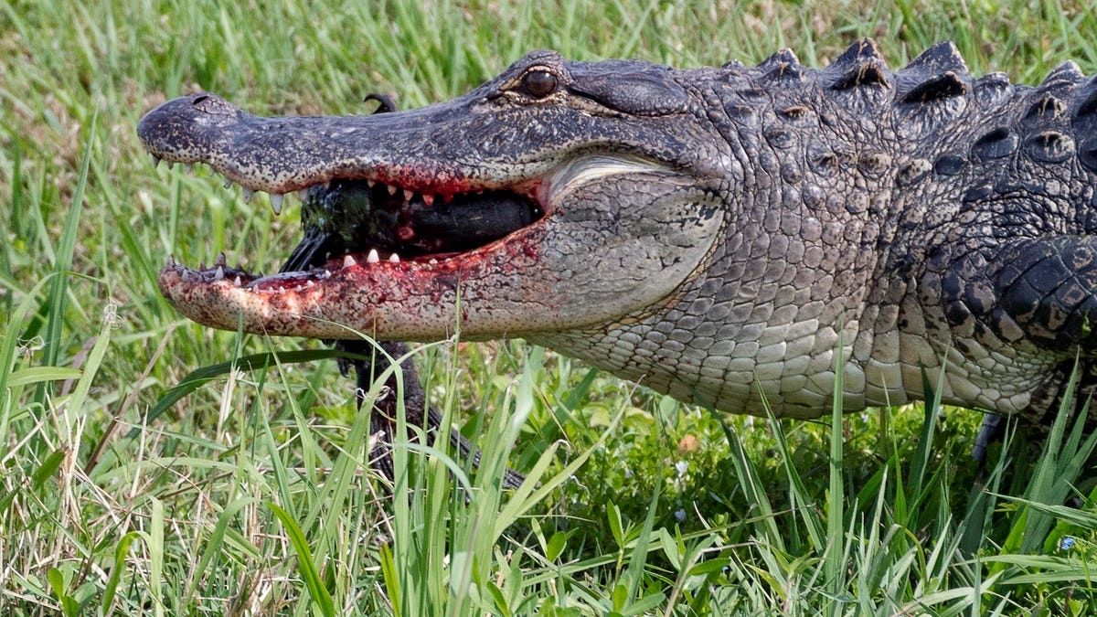 When Alligators Attack: An Unsettling Rise in Human-Alligator Encounters