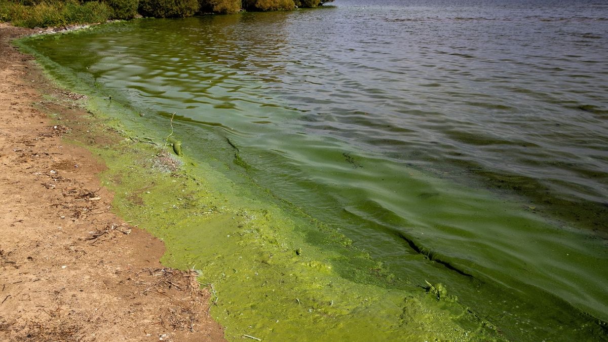 The Environmental Crisis: Lough Neagh's Battle Against Algae Bloom