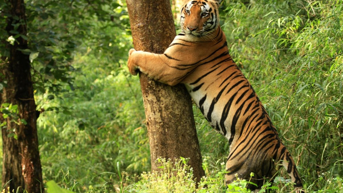 Veerangana Durgavati Tiger Reserve Becomes MP's Seventh Big Cat Habitat ...