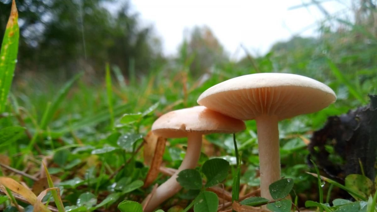 Documentary Unveils Mushrooms' Pivotal Role in Forest Ecosystems
