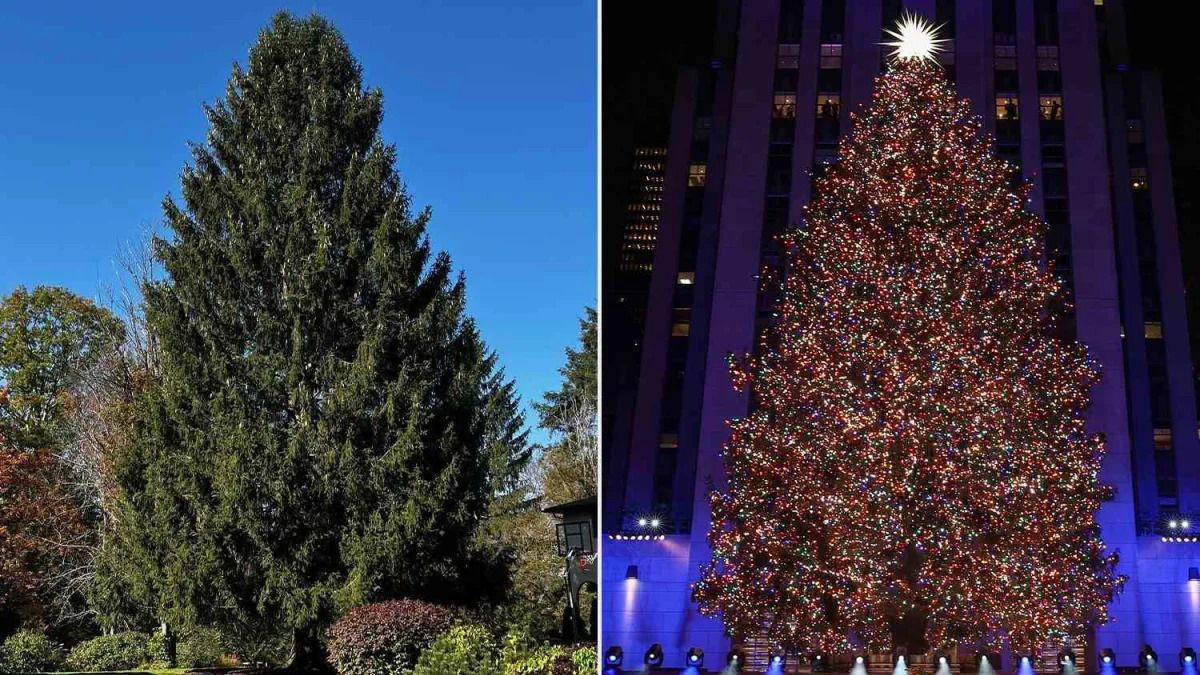 New York City's Rockefeller Center Christmas Tree Hails from Vestal