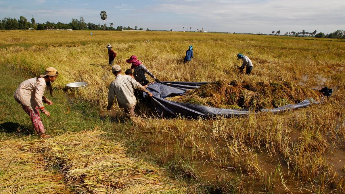 Cambodian Farmers Boost Income with Rice Seed Production Group