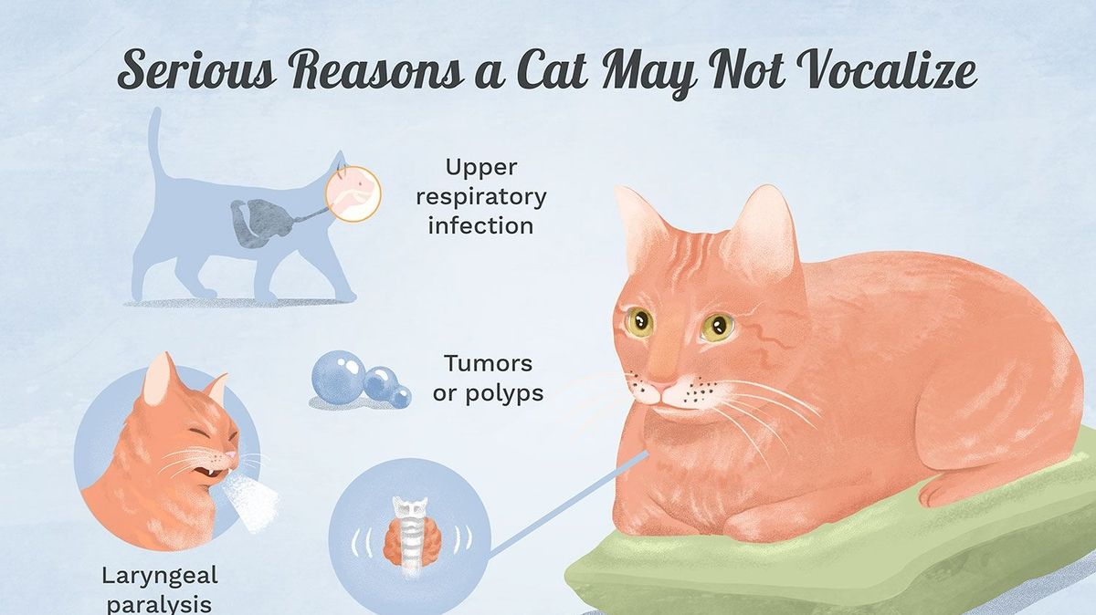 Understanding Cat Vocalization Causes and Implications