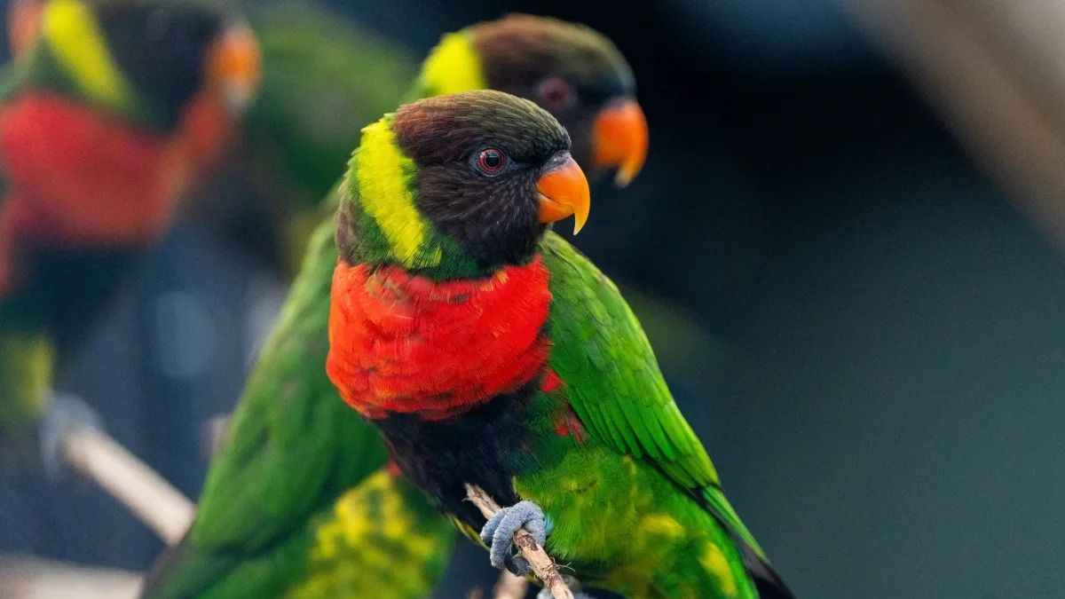 Chester Zoo Welcomes Rare Mitchell's Lorikeet Chicks for Conservation ...