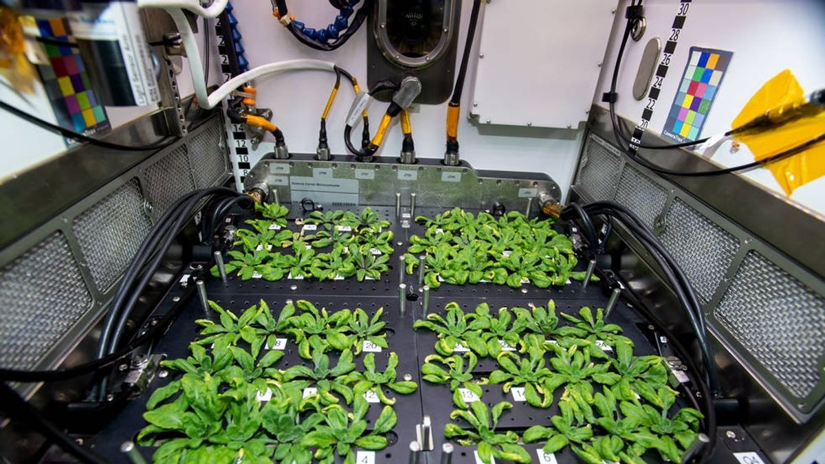 NASA's Advanced Plant Habitat: Probing Plant Growth in Space