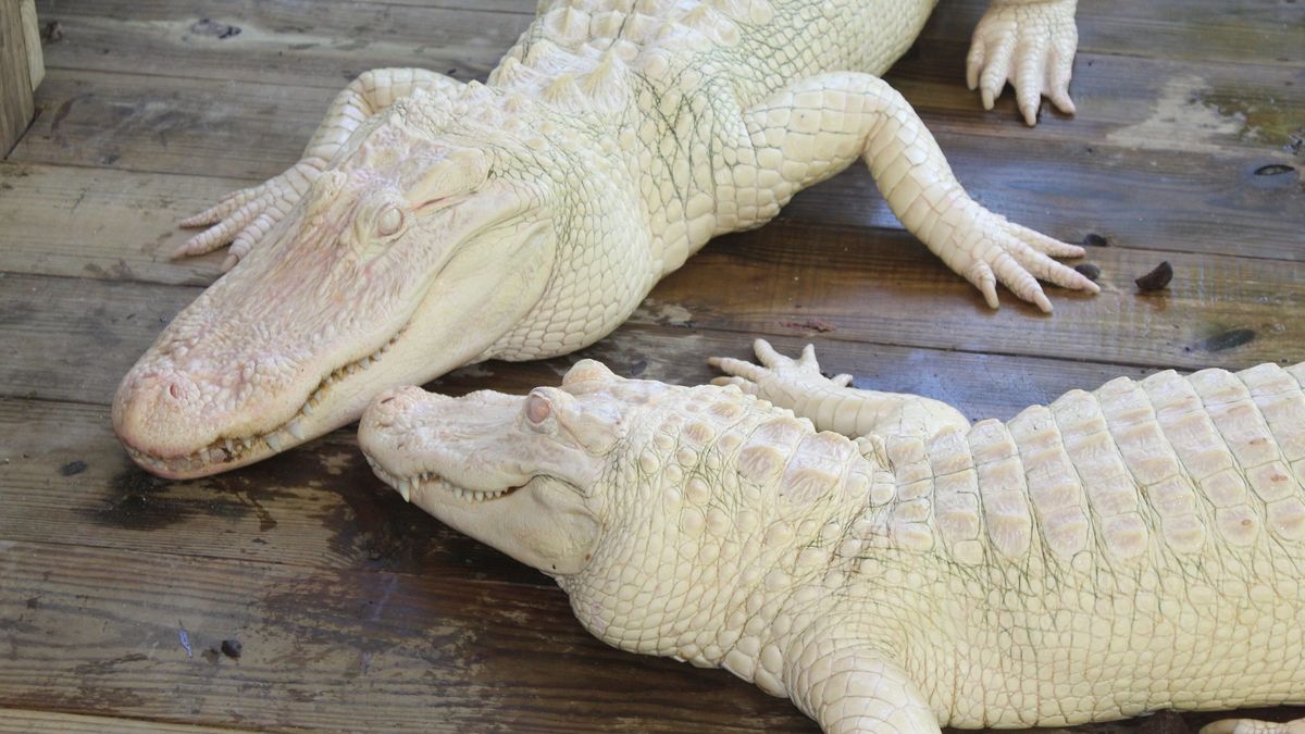 Gatorland Orlando Welcomes Birth Of Extremely Rare White Leucistic 