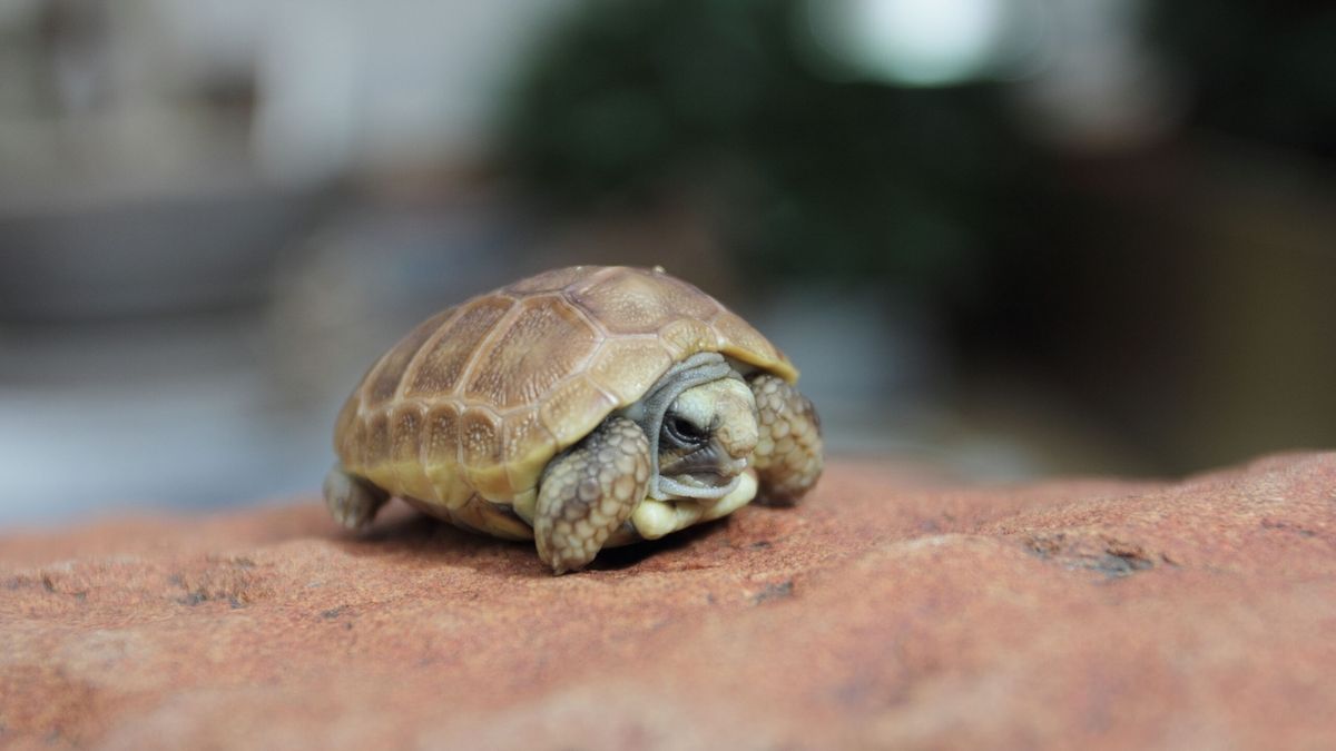 The Unseen Ecological Role of the Karoo Dwarf Tortoise: Its Impact and ...