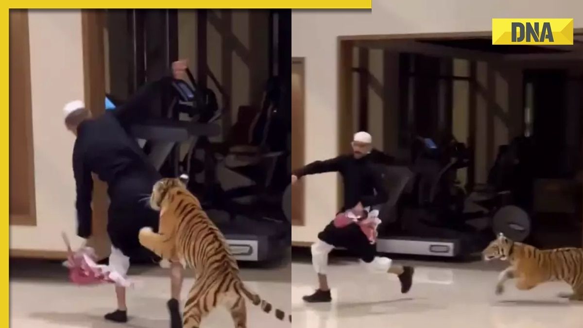 Viral Video of Pet Tiger Chasing Man Stirs Controversy
