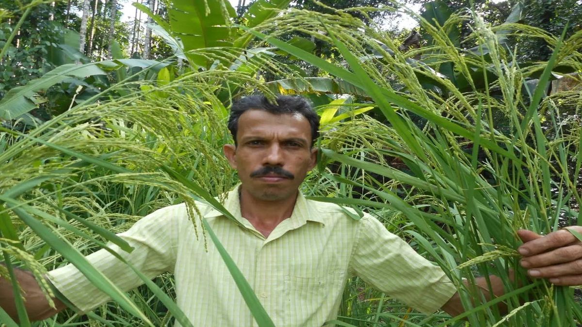 Padma Shri Awardee Sathyanarayana Beleri: Kerala's Guardian of Paddy ...