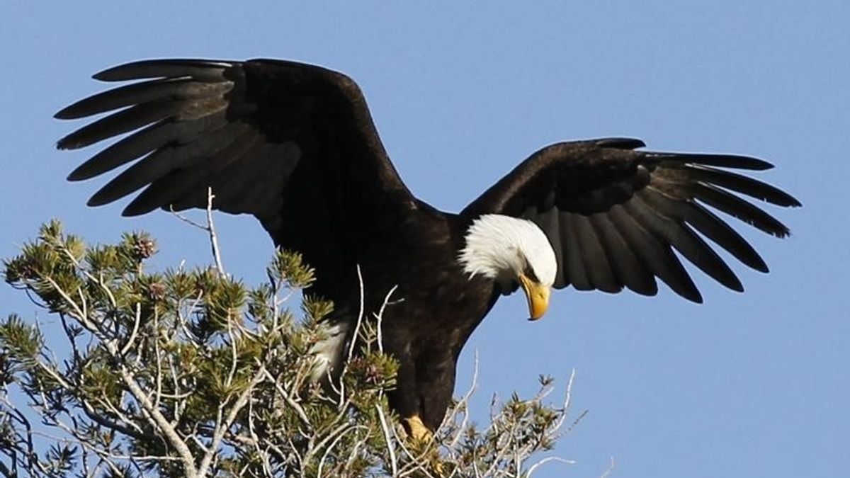 Space Coast Birding Festival Returns Amid a Variety of Human and