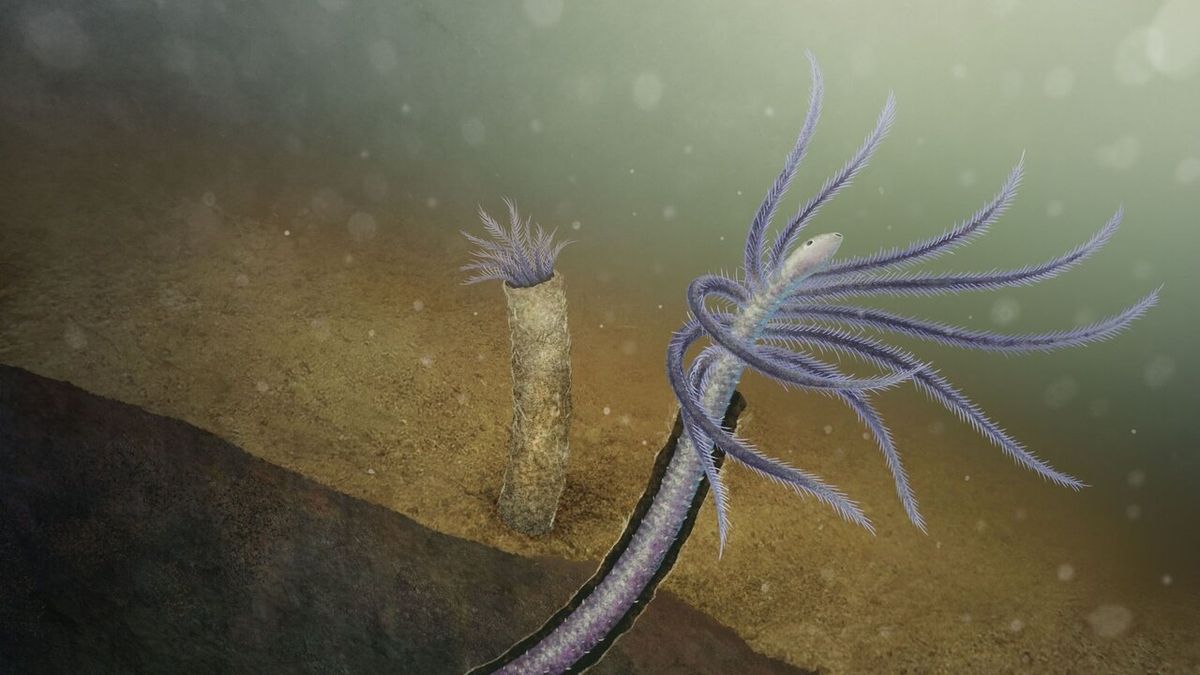 Ancient 'Terror Beasts' Unearthed: New Insights into Early Cambrian ...