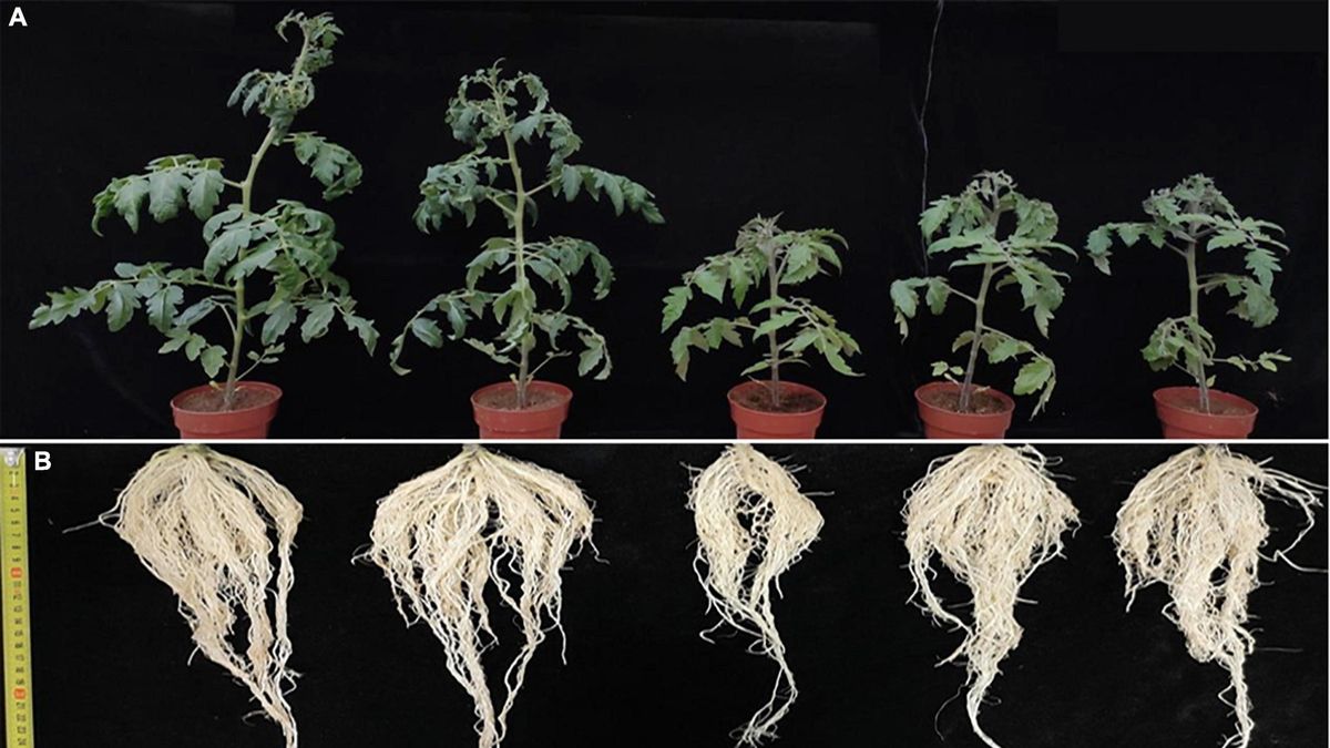 Low Light Conditions Weaken Tomato Defense Mechanisms, Study Reveals