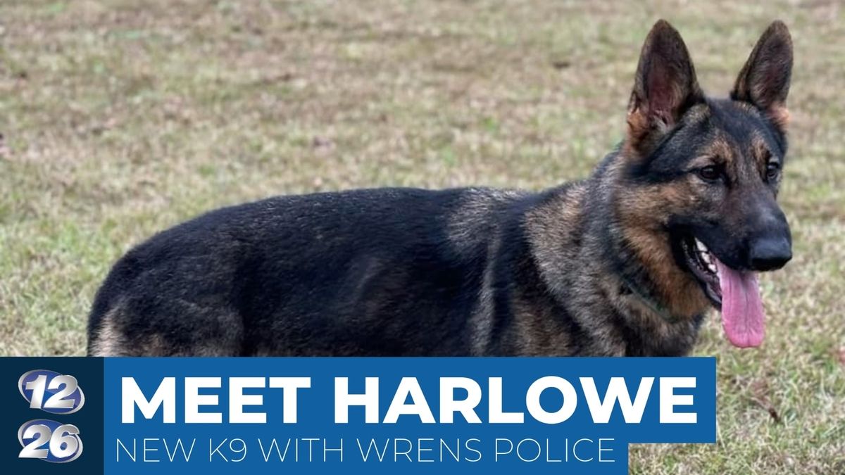 Wrens Police Department New K9 Partner, Harlowe