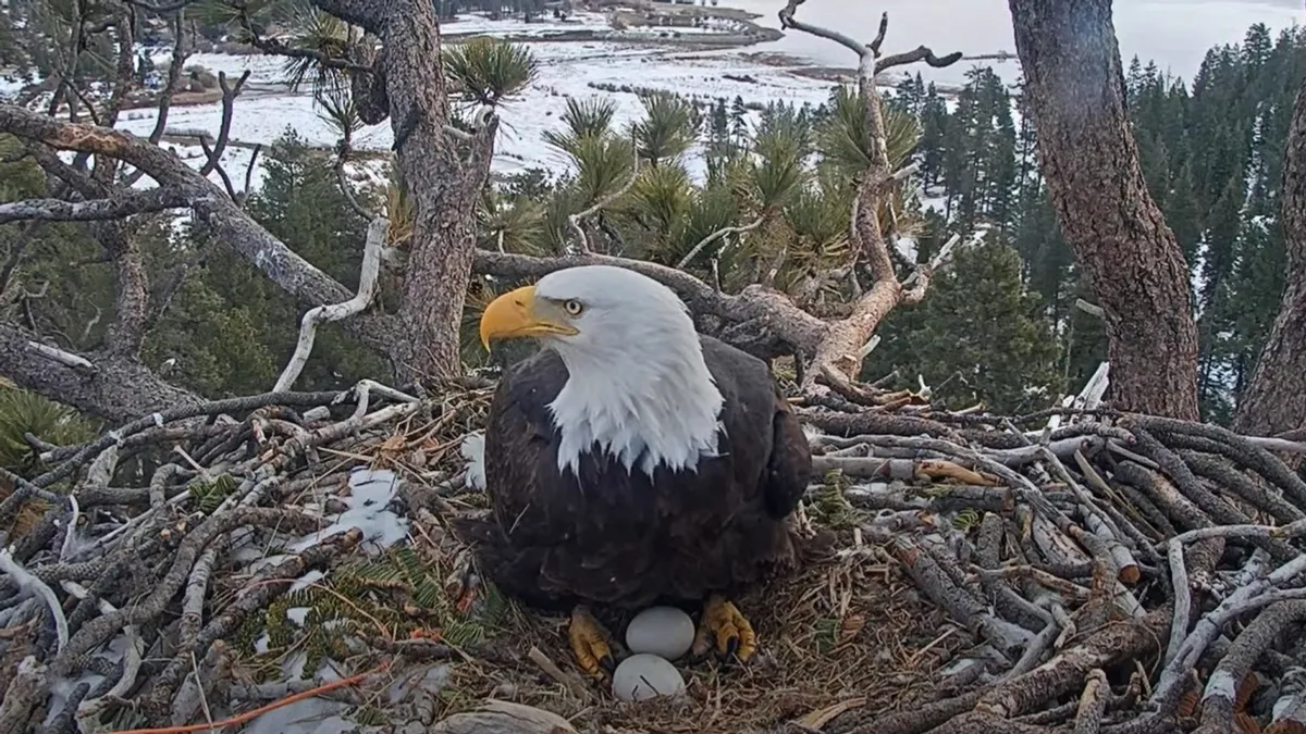 Shadow and jackie shop eagles live stream