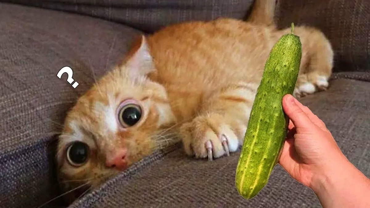 Cats vs. Cucumbers Behaviorists Unravel Mystery Behind Viral