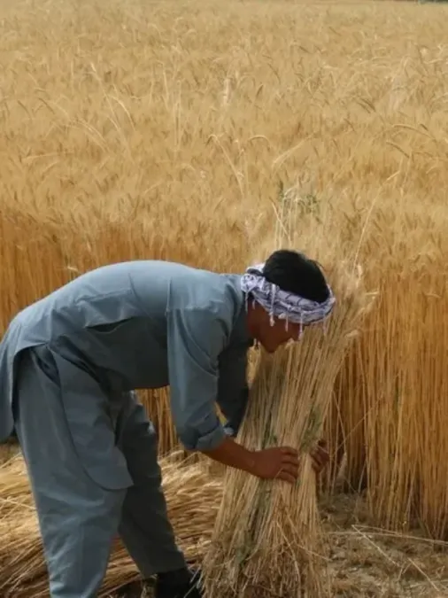 Agricultural Duality in Afghanistan and China’s Land Rights Complexity