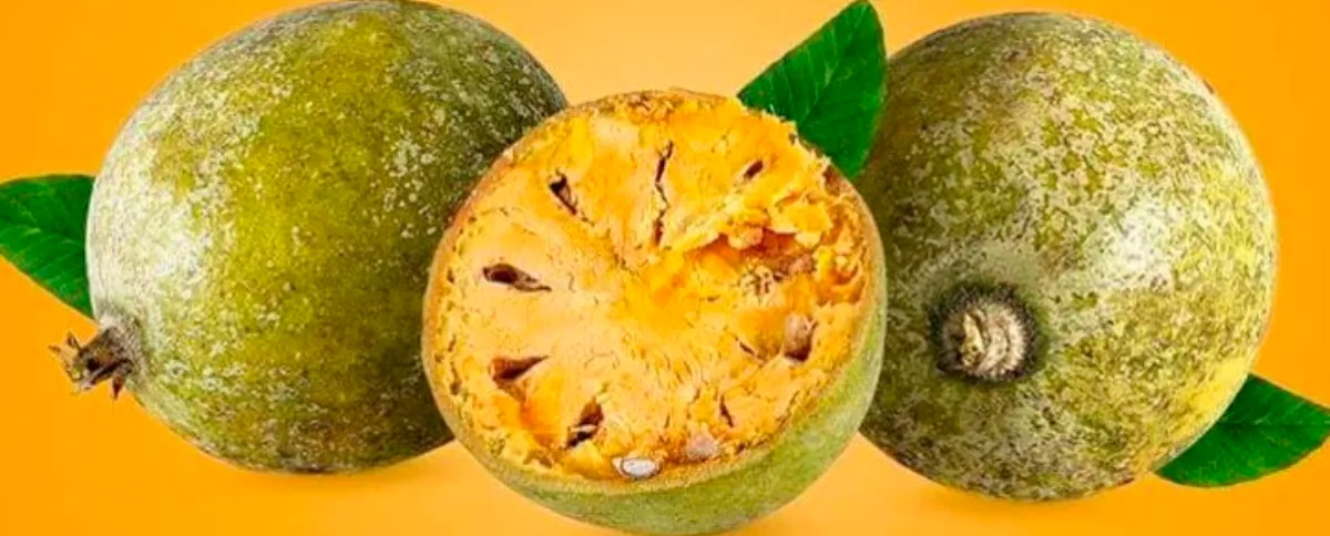 Bael fruit in outlet hindi