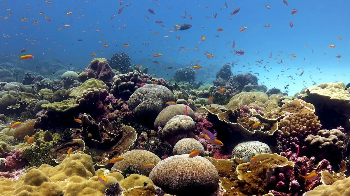 Climatic Effect on Marine Biodiversity and their impact on coral reefs –  Biotech Express Magazine