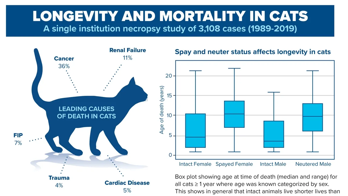 Fip in cats life expectancy top