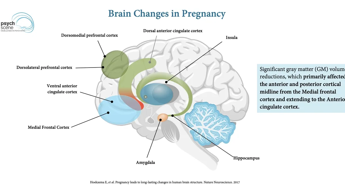 PDF] The plasticity of human maternal brain: longitudinal changes in brain  anatomy during the early postpartum period.