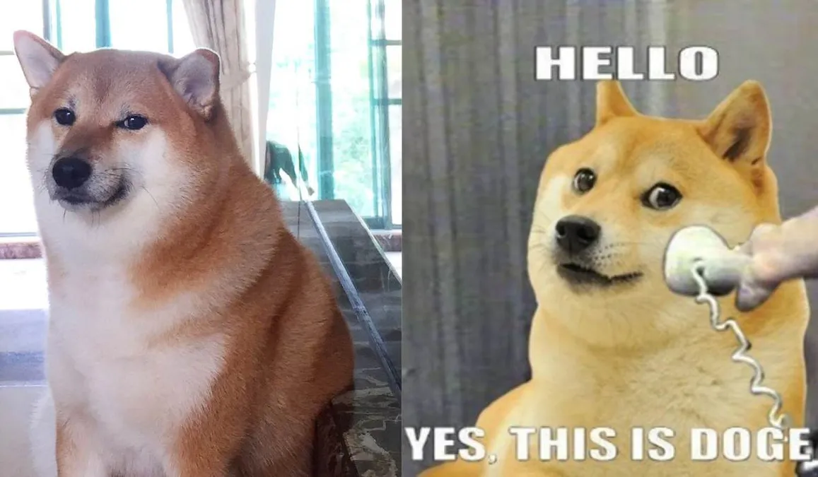 When Will I Get Doge Refund Cheems Balltze, The Viral 'Doge Memes' Dog Passes Away