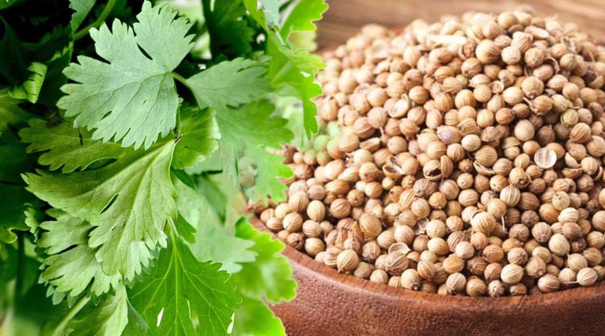 തൈറോയ്ഡ് രോഗമുള്ളവർ മല്ലിയും മല്ലിയിലയും ഒഴിവാക്കരുത്, ആരോഗ്യ ഗുണങ്ങ