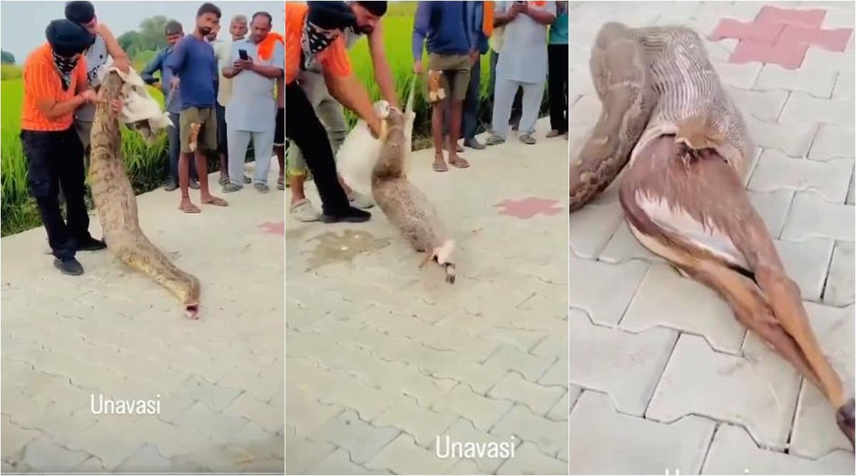 हिरण के बच्चे को निगल गया पहाड़ी सांप… बचाव के लिए भिड़े लोग; क्या उन्होंने यह सही किया?