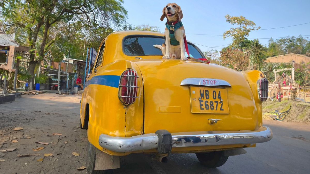 This Pet Parent Couple Suggests Tips to Travel with a Dog on Public Transport