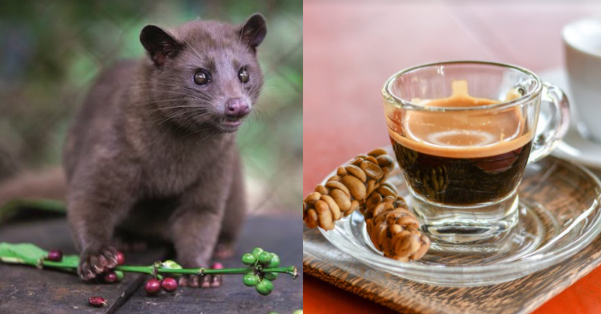Did you know the world's most expensive coffee is made from the poop of